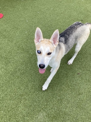 Kennedy4, a Terrier, available for adoption