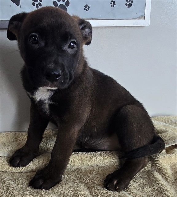 Lou, a Husky, available for adoption