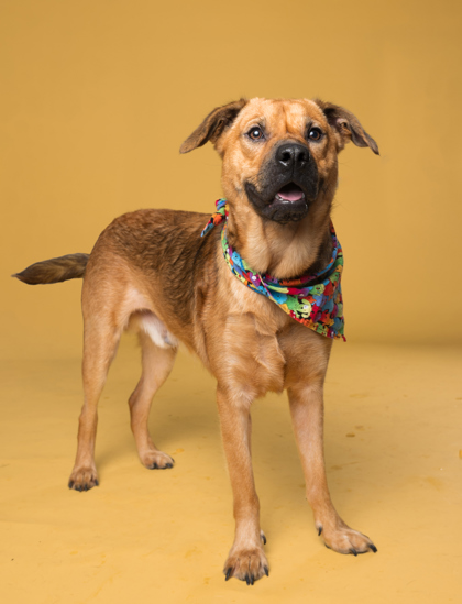 Epiphany, a Black Mouth Cur, available for adoption