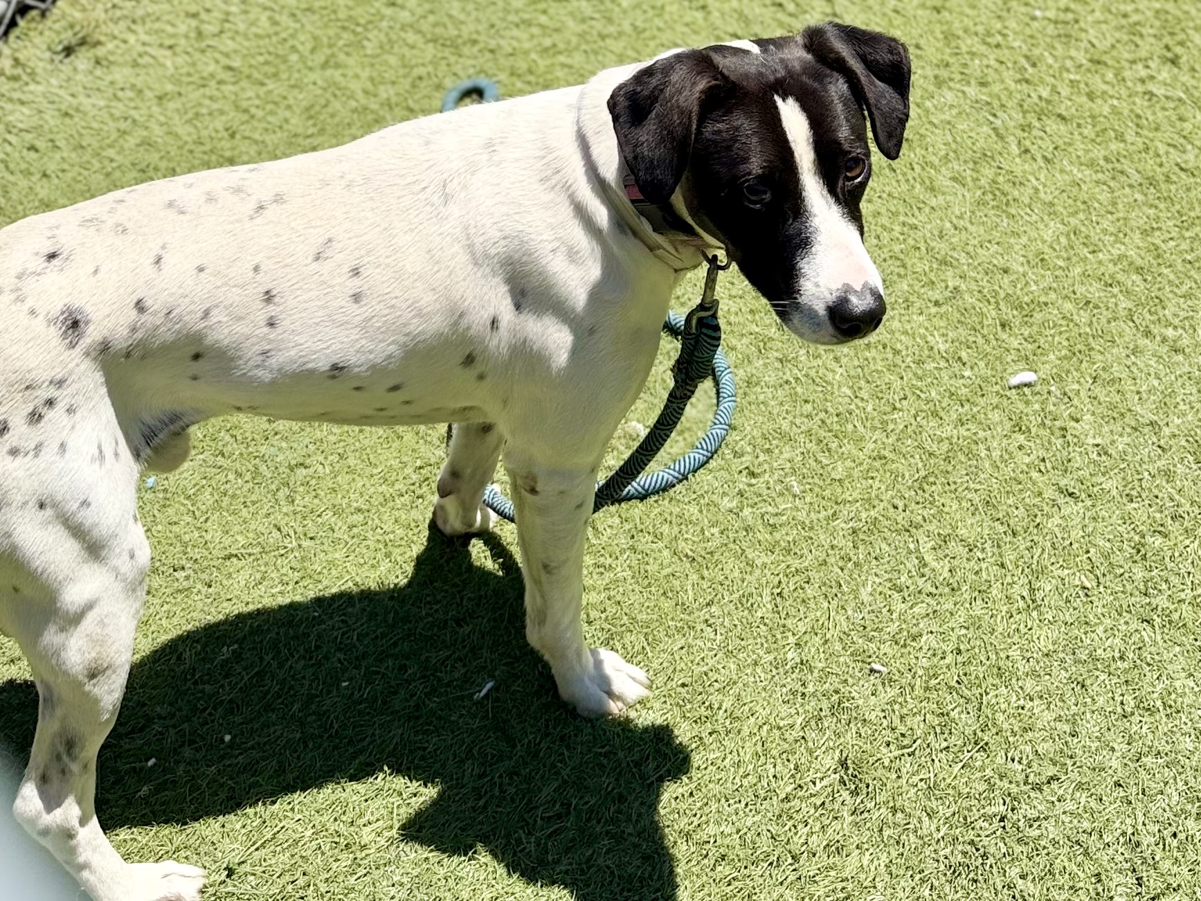 Oreo, a Terrier, available for adoption