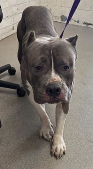 Hulk, a Pit Bull Terrier, available for adoption