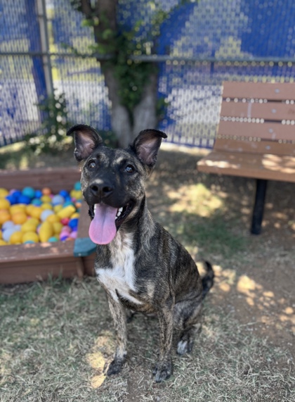 Pebbles, a Black Mouth Cur, available for adoption