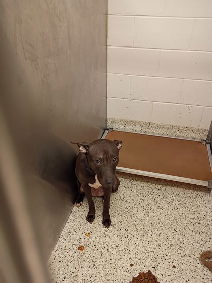 Shirley, a Chocolate Labrador Retriever, available for adoption