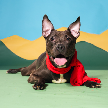 Shirley, a Pit Bull Terrier, available for adoption