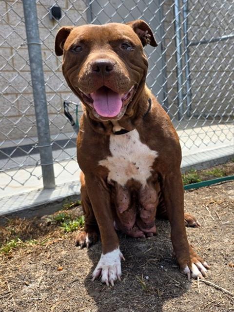 Beverly, a Pit Bull Terrier, available for adoption