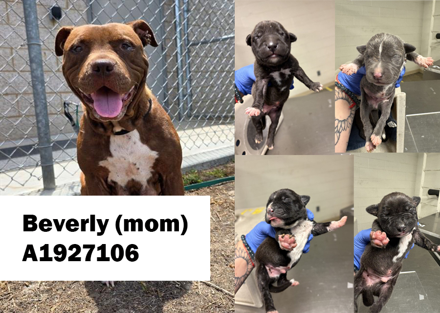 Adoptable pet photo