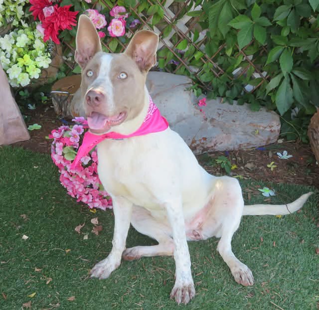 Ellie, a Australian Cattle Dog/Blue Heeler, available for adoption