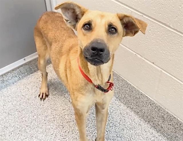 Hazel, a Black Mouth Cur, available for adoption