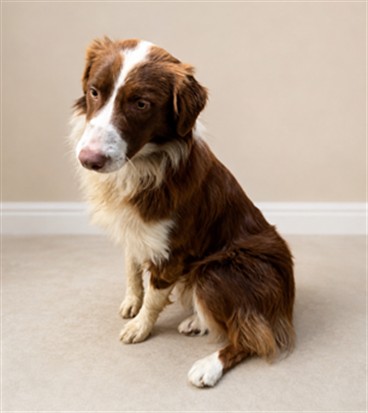 Yoink, a Australian Shepherd, available for adoption