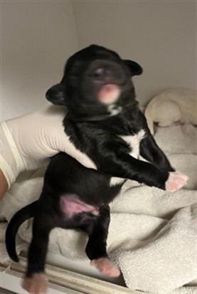 A2287010, a Labrador Retriever (mix breed), available for adoption