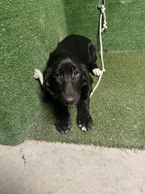 Cherry, a Flat-coated Retriever, available for adoption
