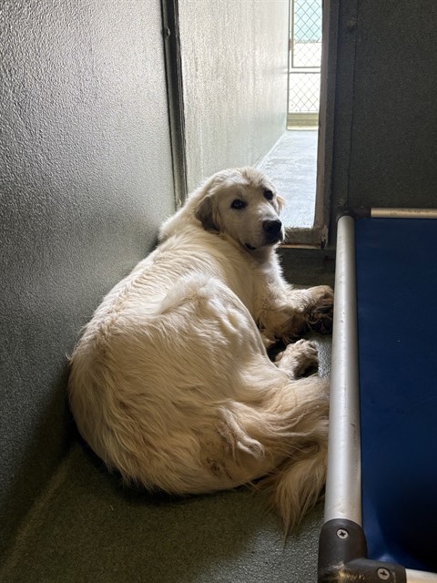 Rainier, a Great Pyrenees, available for adoption