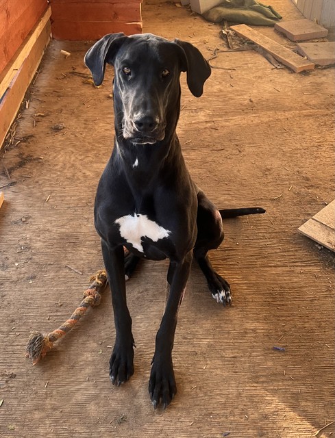 Frankie, a Great Dane, available for adoption