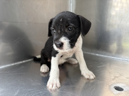 Pearl, a Terrier, available for adoption
