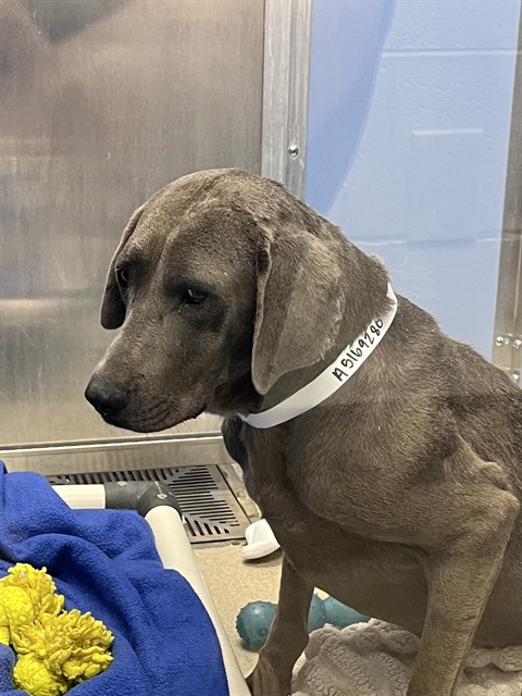 Unknown, a Weimaraner (mix breed), available for adoption