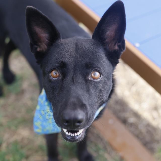 Serena, a Australian Kelpie (mix breed), available for adoption