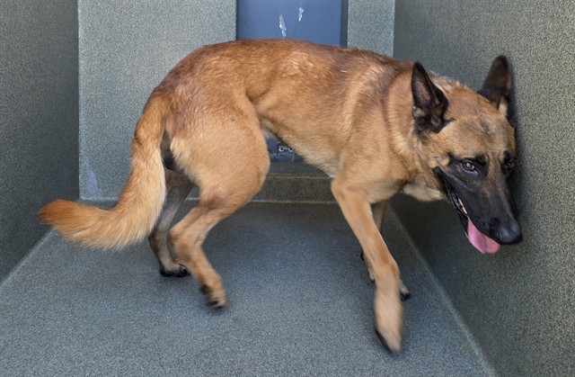 Max, a German Shepherd, available for adoption