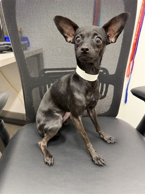 Susan, a Chihuahua, available for adoption