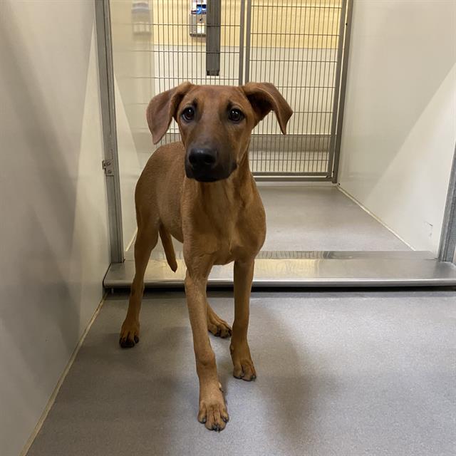 Goldie, a Doberman Pinscher, available for adoption