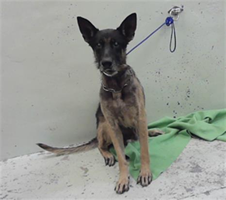 Wolf, a German Shepherd (mix breed), available for adoption