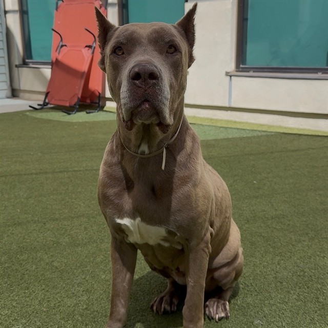 Jazz, a Mastiff, available for adoption