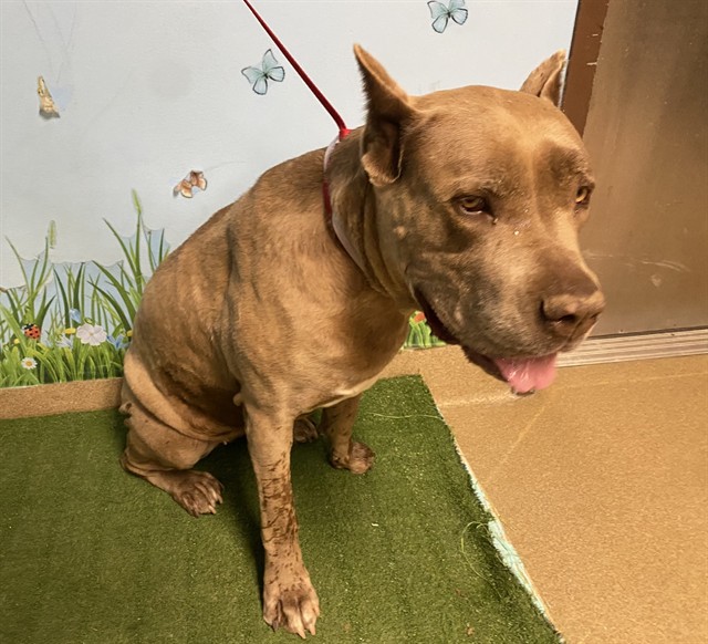 Adoptable pet photo