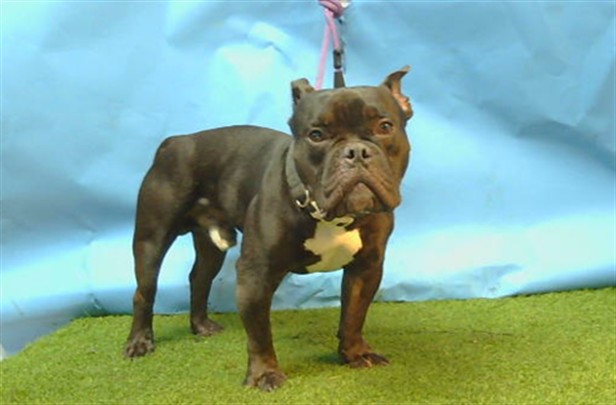 Adoptable pet photo