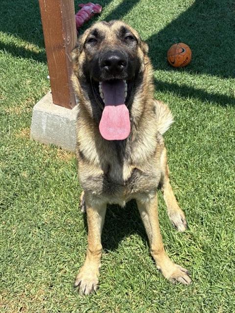 Adoptable pet photo