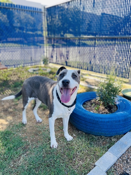 Adoptable pet photo