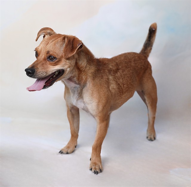 Adoptable pet photo