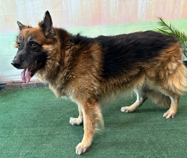 Adoptable pet photo