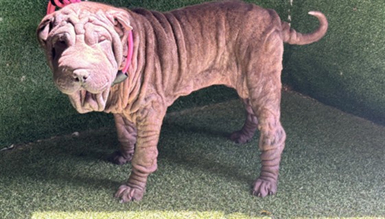Adoptable pet photo