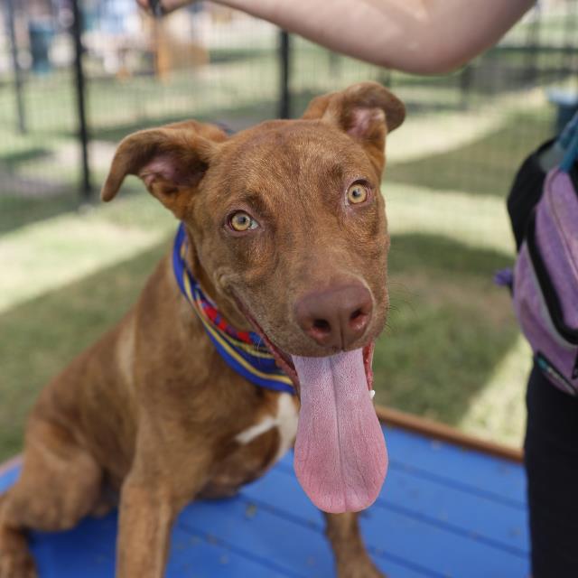 Adoptable pet photo