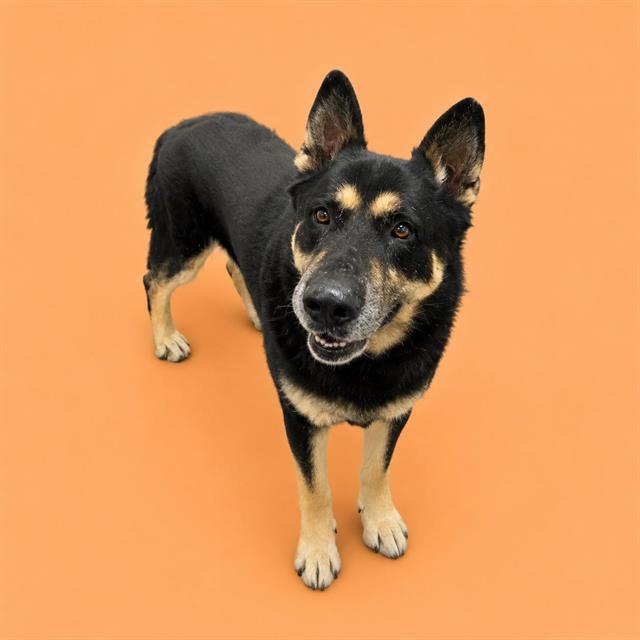 Adoptable pet photo