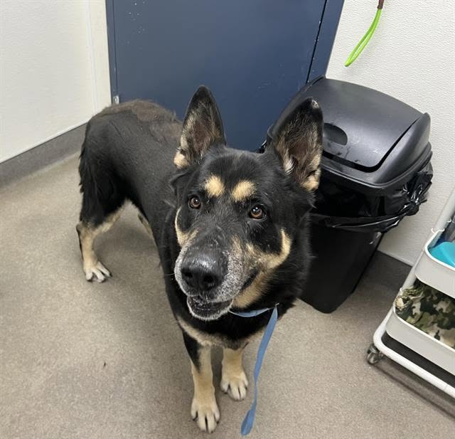Walter, a German Shepherd (mix breed), available for adoption