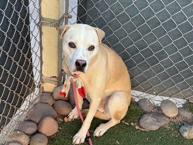 Adoptable pet photo