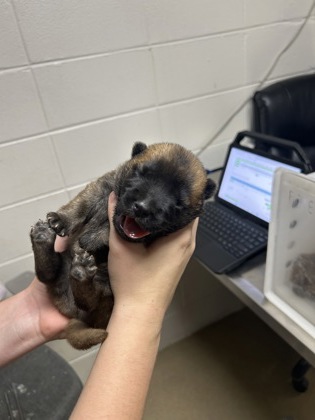 Adoptable pet photo