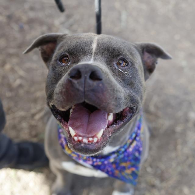 American Staffordshire Terrier (mix breed) available for adoption