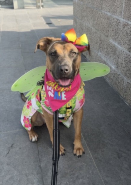 American Staffordshire Terrier available for adoption