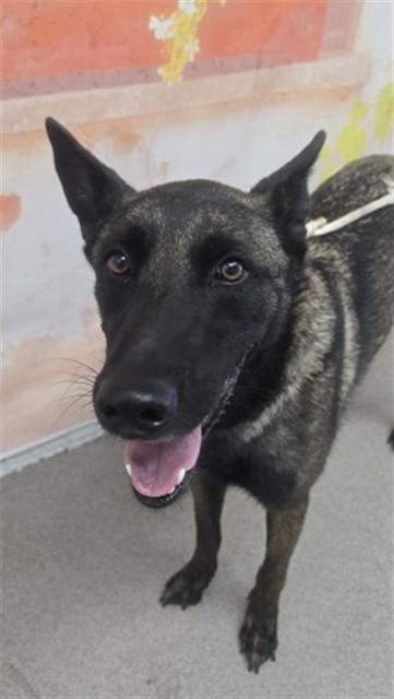 Belgian Shepherd Malinois available for adoption