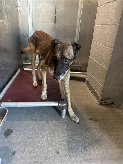 A5797124, a Belgian Shepherd Malinois, available for adoption