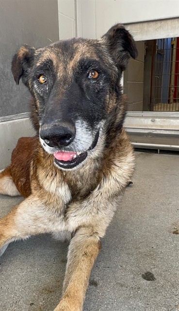 Walter, a Belgian Shepherd Malinois, available for adoption