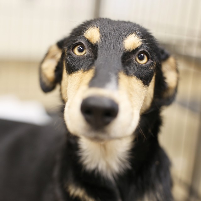 Mandy, a Australian Kelpie (mix breed), available for adoption