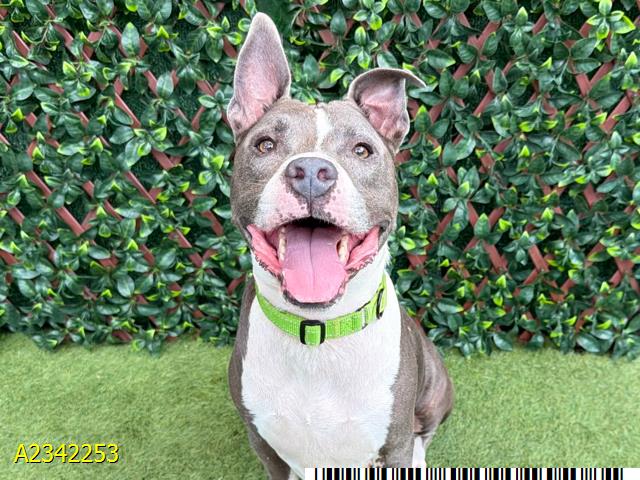 Lemmy, a Pit Bull Terrier, available for adoption