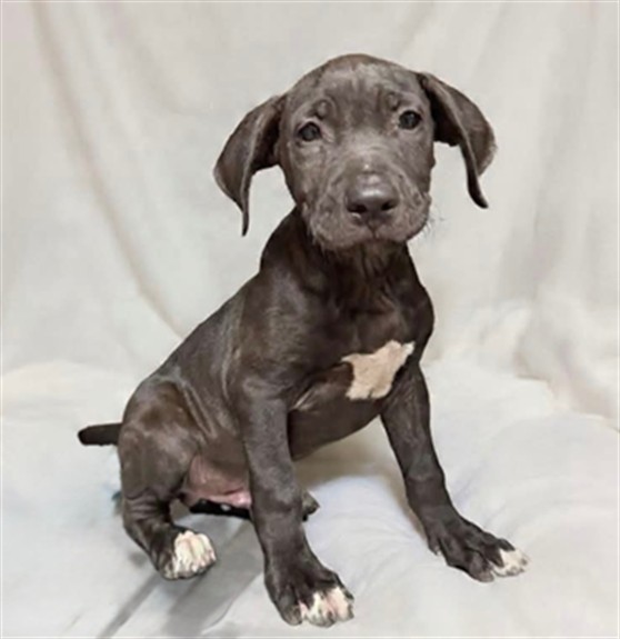 Norris, a Labrador Retriever, available for adoption