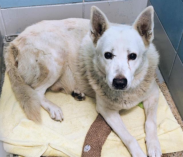 Oso, a White German Shepherd (mix breed), available for adoption