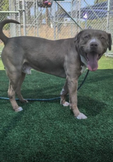 Calvin, a Pit Bull Terrier, available for adoption