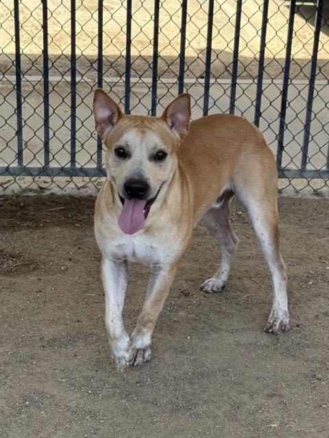 Hunter, a Pit Bull Terrier (mix breed), available for adoption