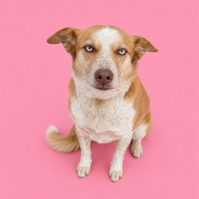 Hayden, a Australian Cattle Dog/Blue Heeler (mix breed), available for adoption