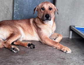 Captain, a German Shepherd, available for adoption